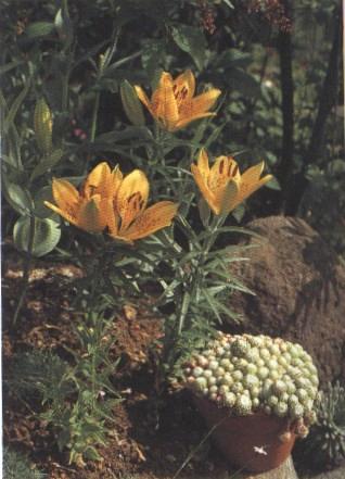 Lilium dauricum